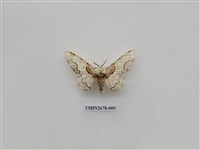 藏品(尺蛾222)的圖片